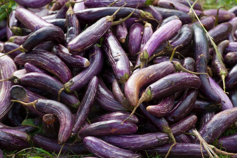 باذنجان أسود